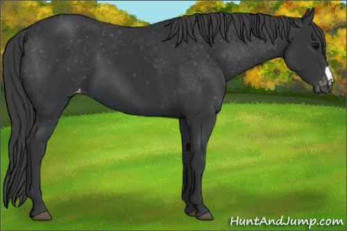 Horse Color: Black Varnish 
