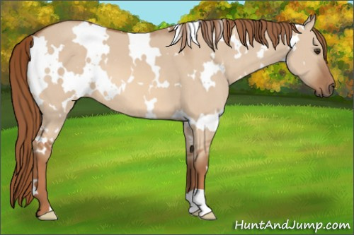 Horse Color: White Spotted Red Dun 