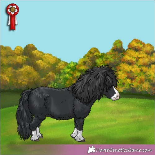 Horse Color: Black Splash 