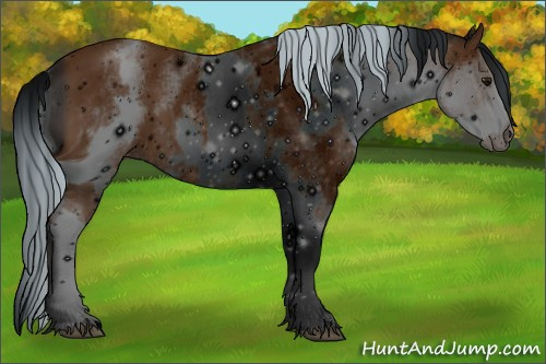 Horse Color: ERROR: UNKNOWN ANOMALY