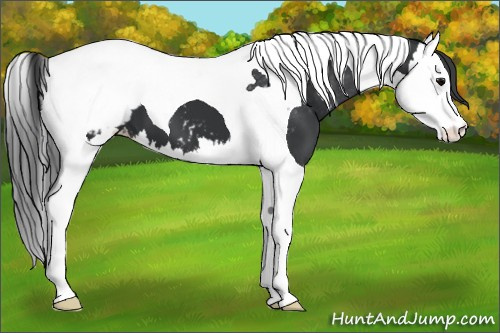 Horse Color: Brown Splash Tobiano Snowcap 