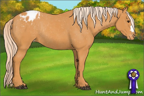 Horse Color: Chocolate Palomino Blanket Rabicano 