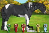 Horse Color:Black Tobiano Frame 