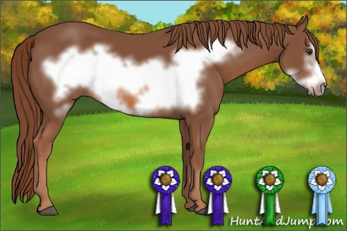 Horse Color: Liver Chestnut Frame 