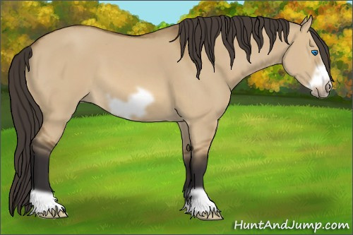 Horse Color: Buckskin Dun Frame 