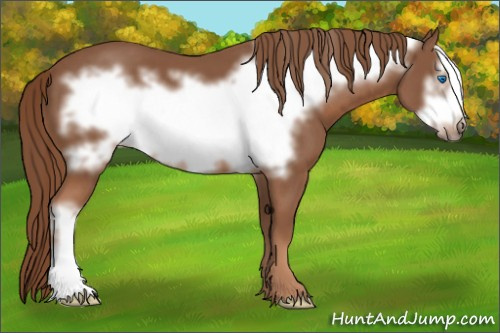 Horse Color: Liver Chestnut Frame 