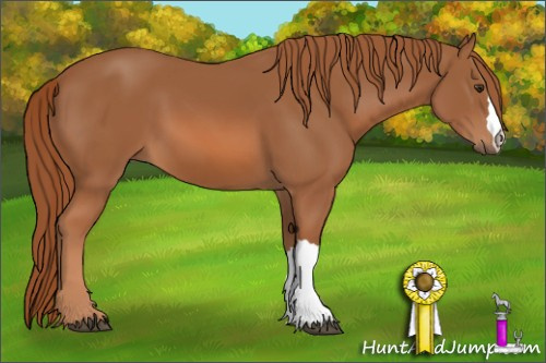Horse Color: Unknown 