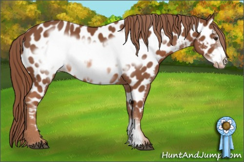 Horse Color: Chestnut Frame Near Leopard 