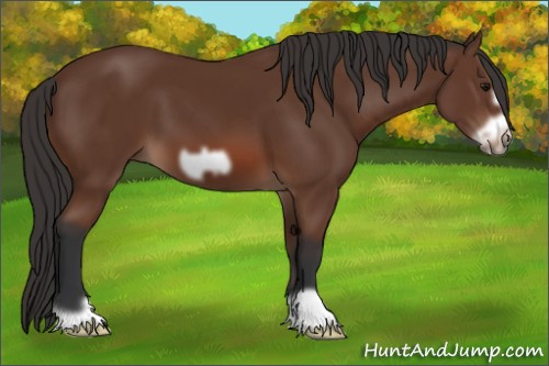 Horse Color: Unknown 