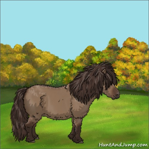 Horse Color: Unknown 