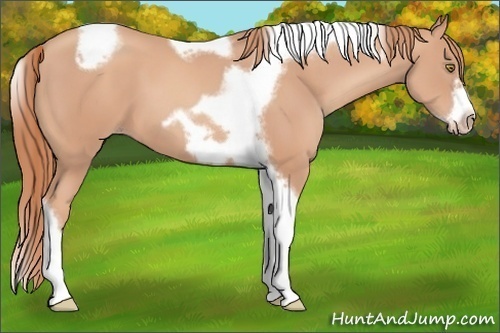 Horse Color: Unknown 