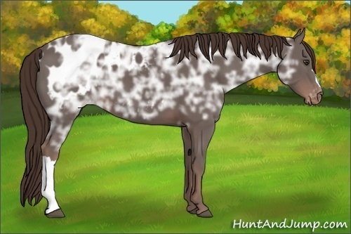 Horse Color: Unknown 