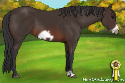 Horse Color: Unknown 