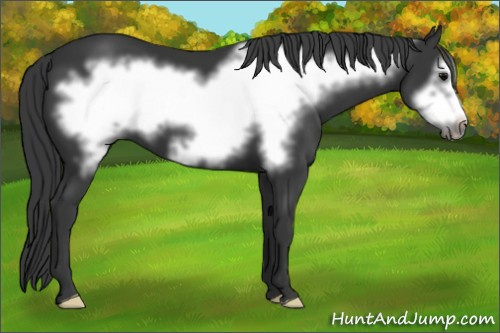 Horse Color: Unknown 