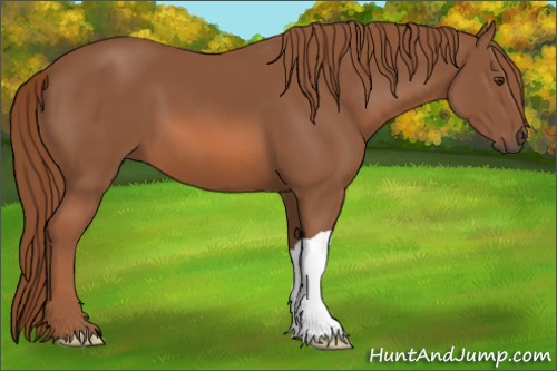 Horse Color: Unknown 