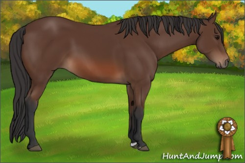 Horse Color: Unknown 