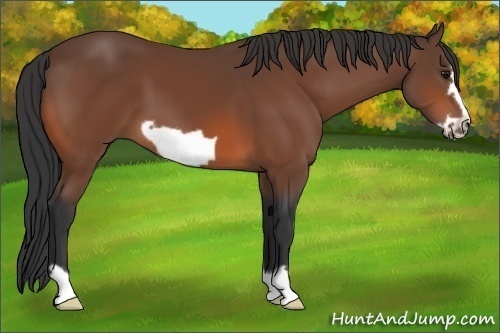 Horse Color: Unknown 