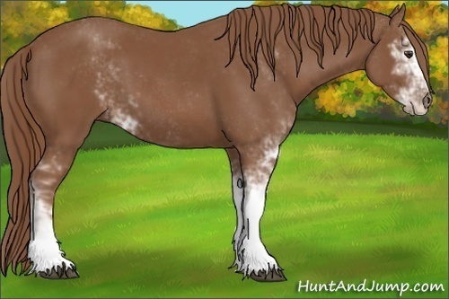 Horse Color: Unknown 