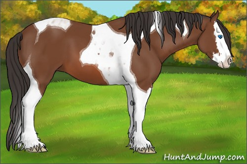 Horse Color: Unknown 