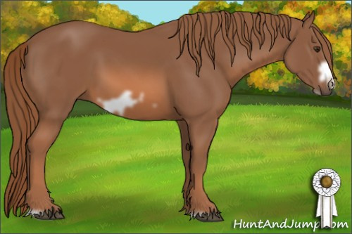 Horse Color: Liver Chestnut Frame 