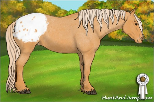 Horse Color: Unknown 