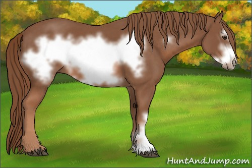 Horse Color: Unknown 