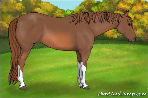 Horse Color: Unknown 
