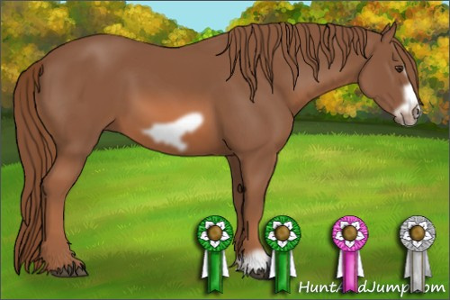 Horse Color: Liver Chestnut Frame 