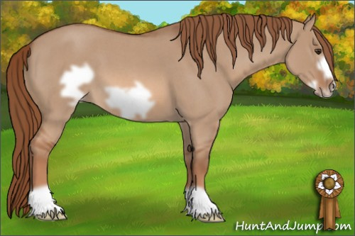 Horse Color: Unknown 