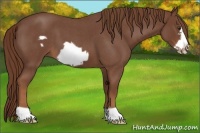 Horse Color:Red Roan Frame 