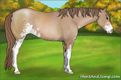 Horse Color: Black Pearl Sabino 