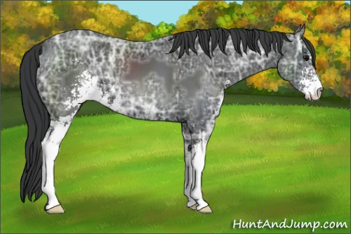Horse Color: Black Ice Sabino 