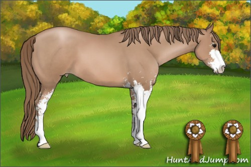 Horse Color: Black Pearl Sabino 
