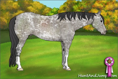 Horse Color: Black Ice 