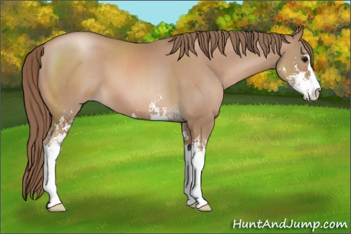 Horse Color: Black Pearl Sabino 