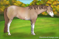 Horse Color:Black Pearl Sabino 