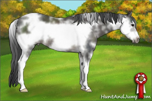 Horse Color: Black Sabino Frame Rabicano 