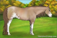 Horse Color:Black Pearl Sabino 