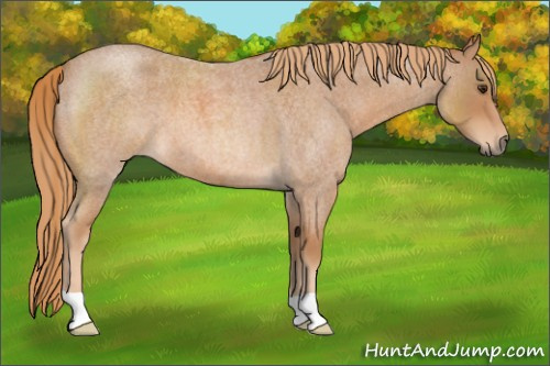 Horse Color: Red Roan 
