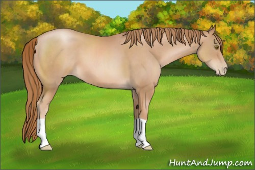 Horse Color: Chestnut Pearl 