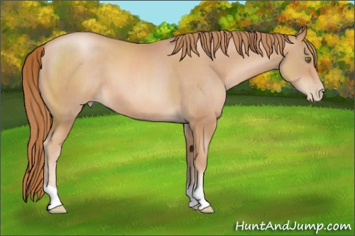 Horse Color: Chestnut Pearl 