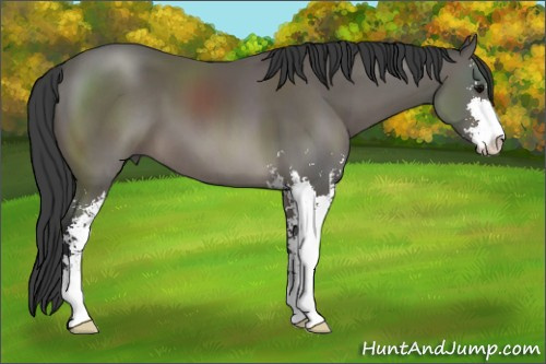 Horse Color: Black Sabino 