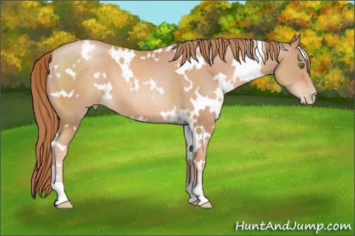Horse Color: White Spotted Chestnut Pearl 