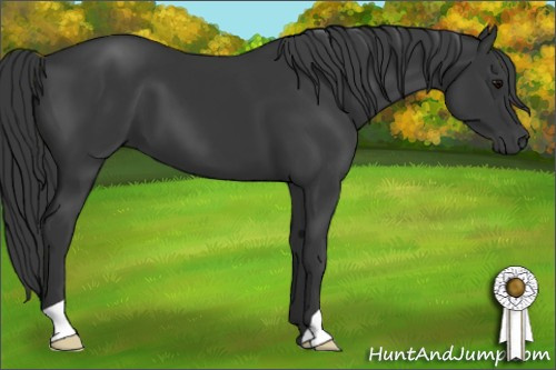 Horse Color: Black 