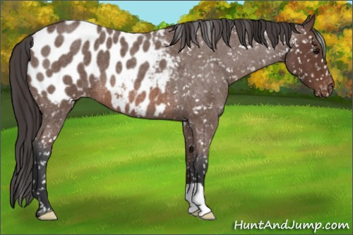 Horse Color: Bay Roan Blanket 