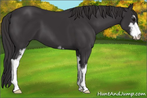 Horse Color: Smoky Black Sabino 