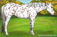 Horse Color:Bay Leopard 