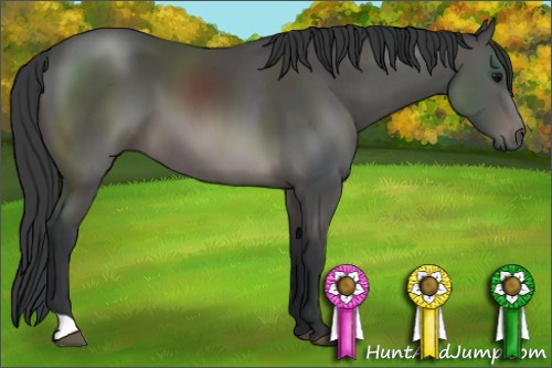 Horse Color: Black 