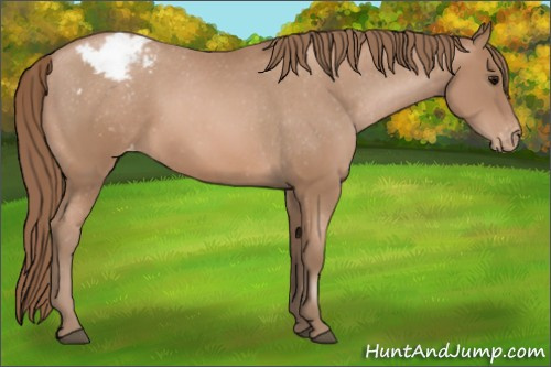 Horse Color: Black Pearl Sabino Snowcap 