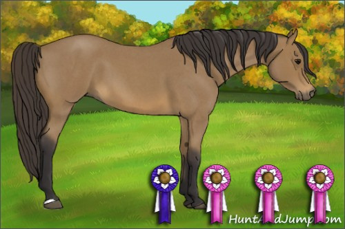 Horse Color: Buckskin Roan 